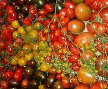 Fotografía El Pleno aprueba por unanimidad proteger el tomate canario frente al marroquí 