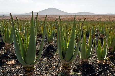 Plantación de aloe vera.