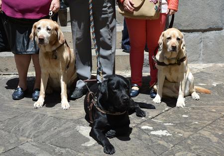 Perros guía.
