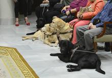 Perros guía en el salón de actos.